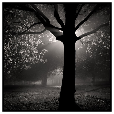 backlit tree