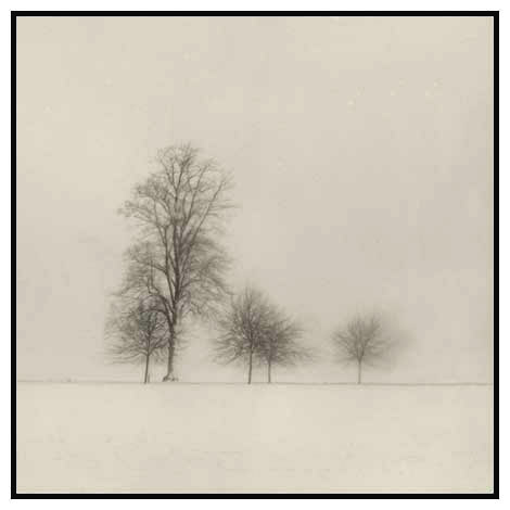 five trees snow