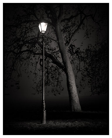 lamp tree night