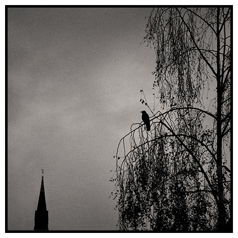perched crow