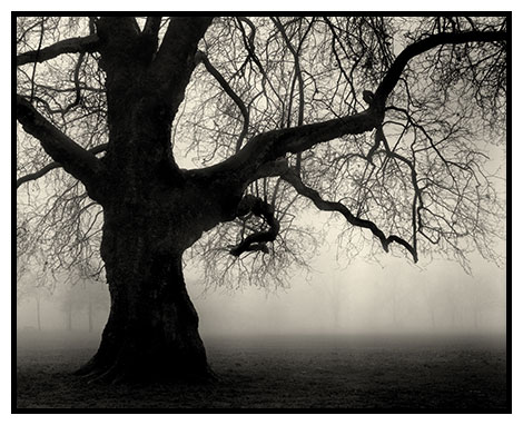 tree fog clapham common