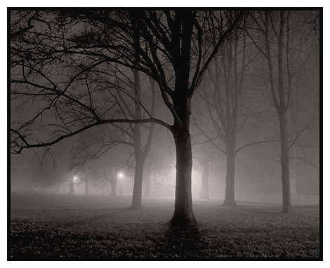 trees in fog
