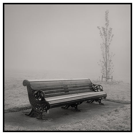 young tree bench