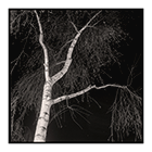 birch tree night