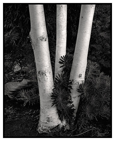 three birch trees