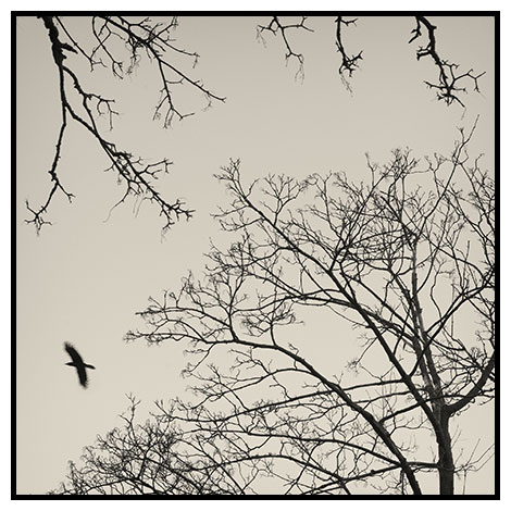 winter trees crow