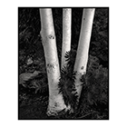 three birch trees