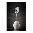 peace lily egg