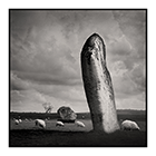 standing stones sheep