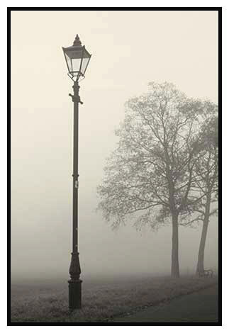 lamp,trees,fog