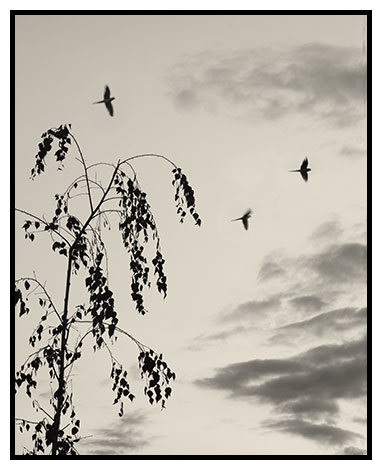 parakeets at dawn