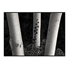 three birch trunks 2