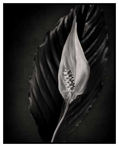 peace lily