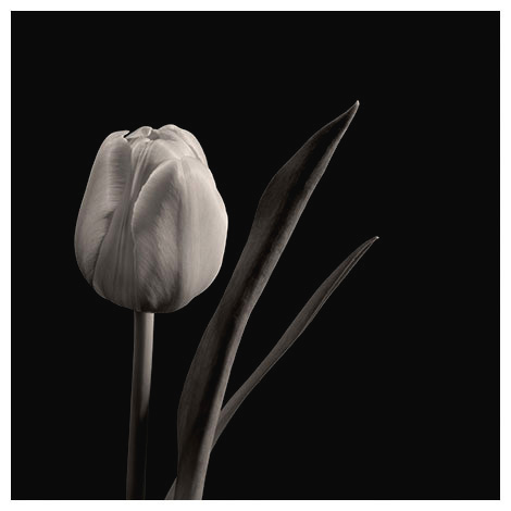 tulip with leaves