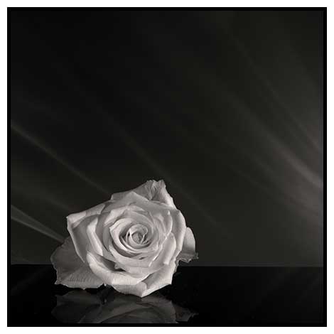 white rose