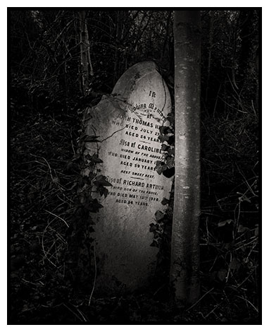 headstone and tree